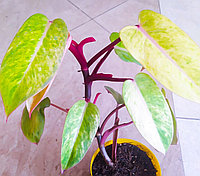 Филодендрон Медуза/ растение в горшке