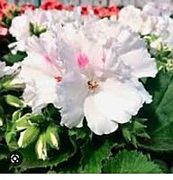 Королевская пеларгония Golden Princess (зеленый лист) (укорененный черенок)