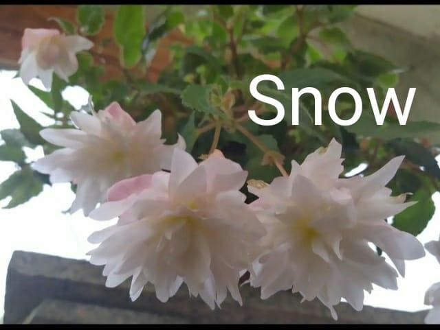 Беллекония Snow (укорененный черенок)