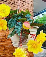 Беллекония Yellow (укорененный черенок)