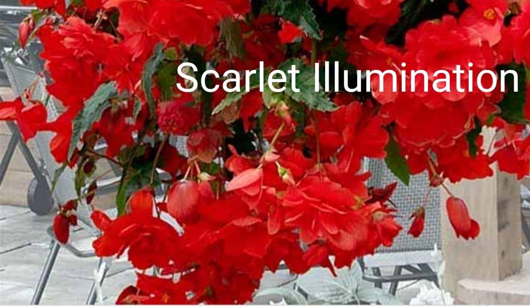 Беллекония Scarlet Illumination (укорененный черенок)