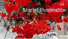 Беллекония Scarlet Illumination (укорененный черенок)