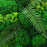 Фито-картина из стабилизированного мха 50х70см, фото 2