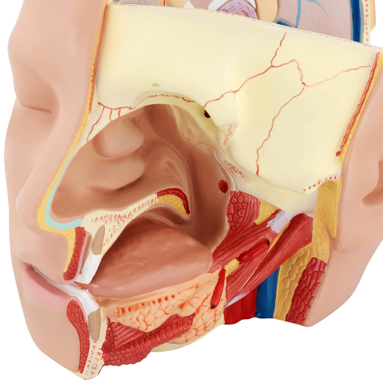 3D анатомическая модель головы и головного мозга человека в масштабе 1:1 - фото 3 - id-p106288426
