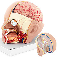 3D анатомическая модель головы и головного мозга человека в масштабе 1:1