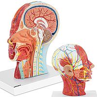 3D анатомическая модель головы и шеи человека в масштабе 1:1