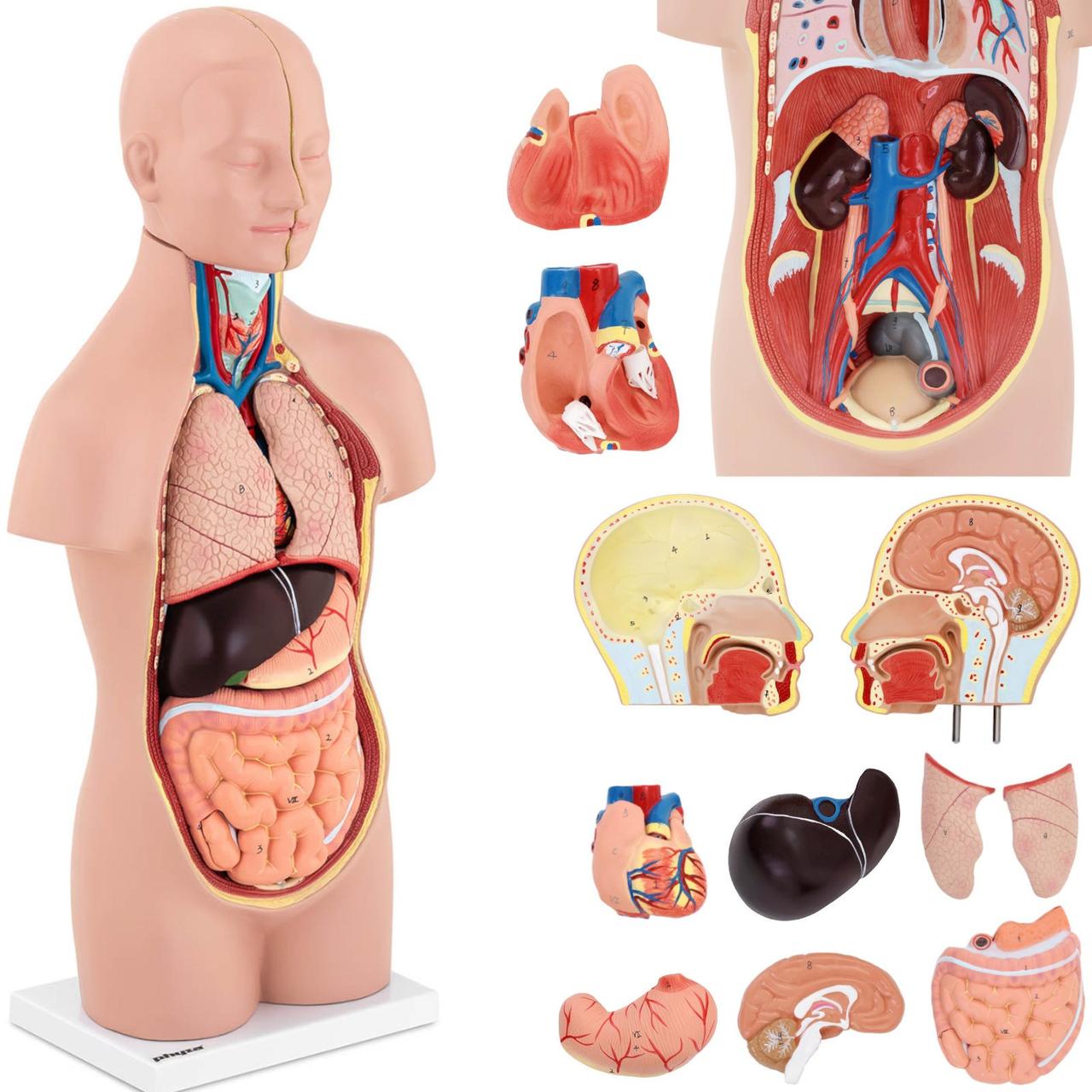 3D анатомическая модель туловища человека со съемными органами - фото 1 - id-p106314529