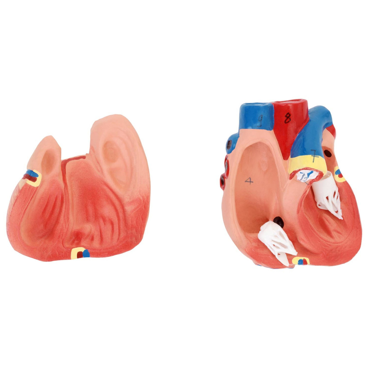3D анатомическая модель туловища человека со съемными органами - фото 4 - id-p106314529