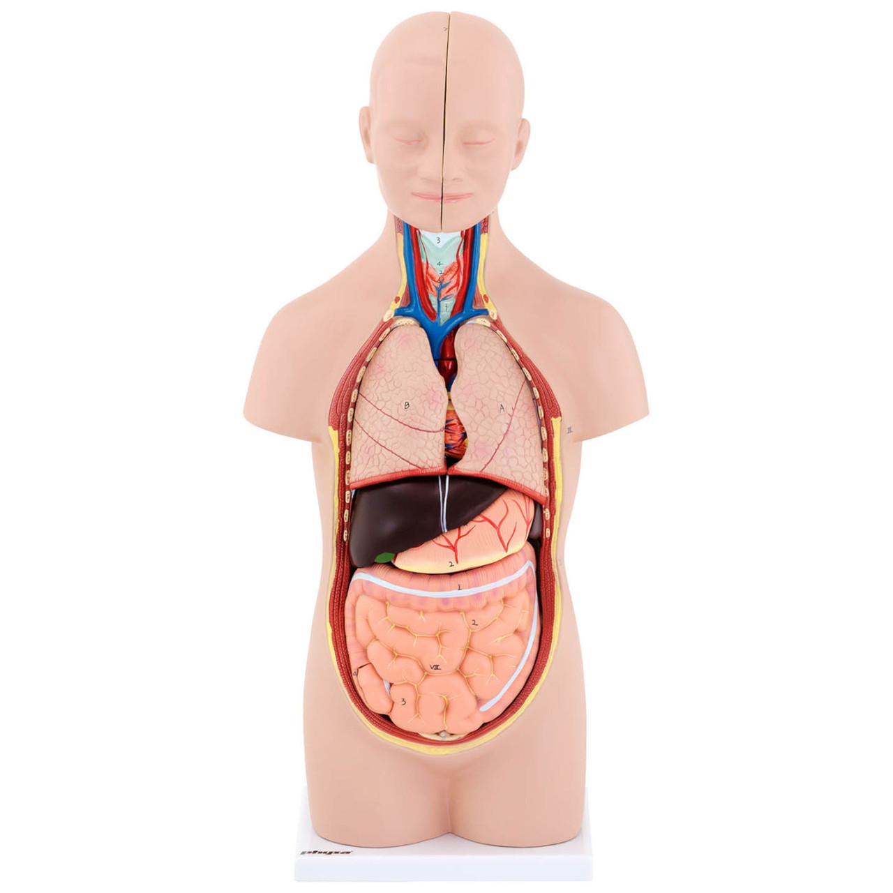 3D анатомическая модель туловища человека со съемными органами - фото 8 - id-p106314529