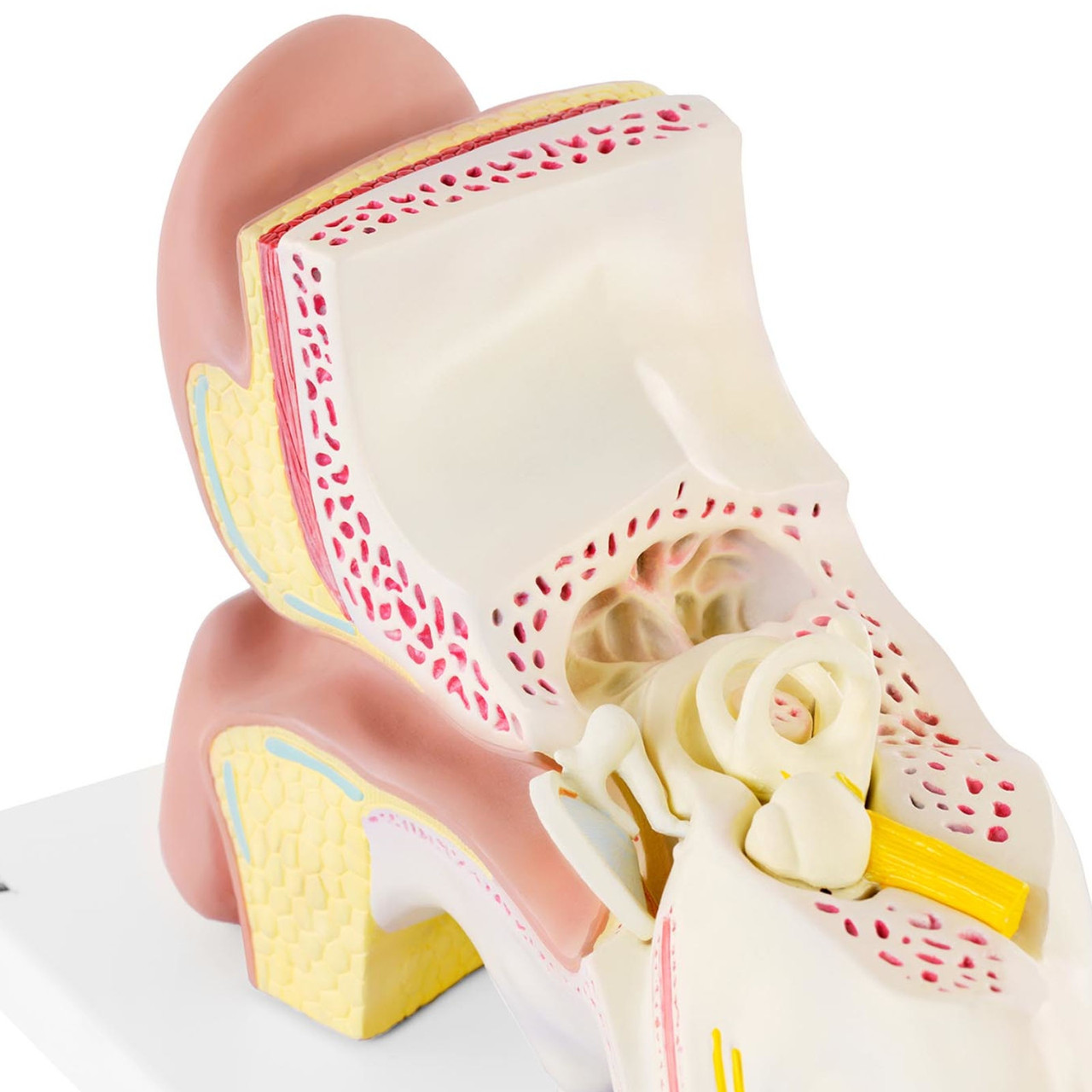 3D анатомическая модель уха человека со съемными элементами, масштаб 3:1 - фото 4 - id-p106314533