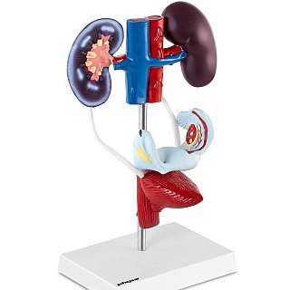 Үлкен семіз сиськи фотосуреттері Жалаңаш ұйықтау