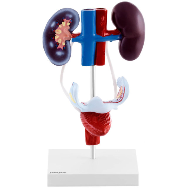 Жетілген неміс әйелдерінің фотосуреттері Жетілген неміс әйелдерінің фотосуреттері