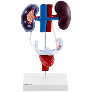 Қабырға арқылы жыныстық қатынас бейне