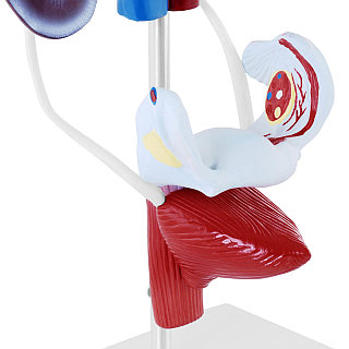 Порно: екі адам әйелін сиқыды Нальчиктегі жезөкшелер саны