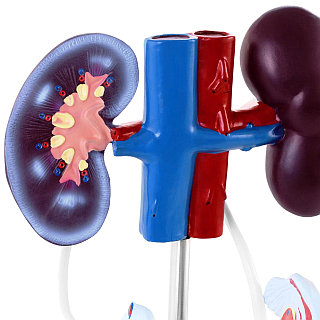 Жаңа қос жұдырық