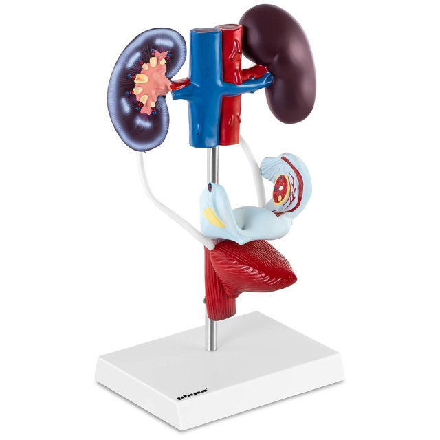 Қыздар, қыздар және секс