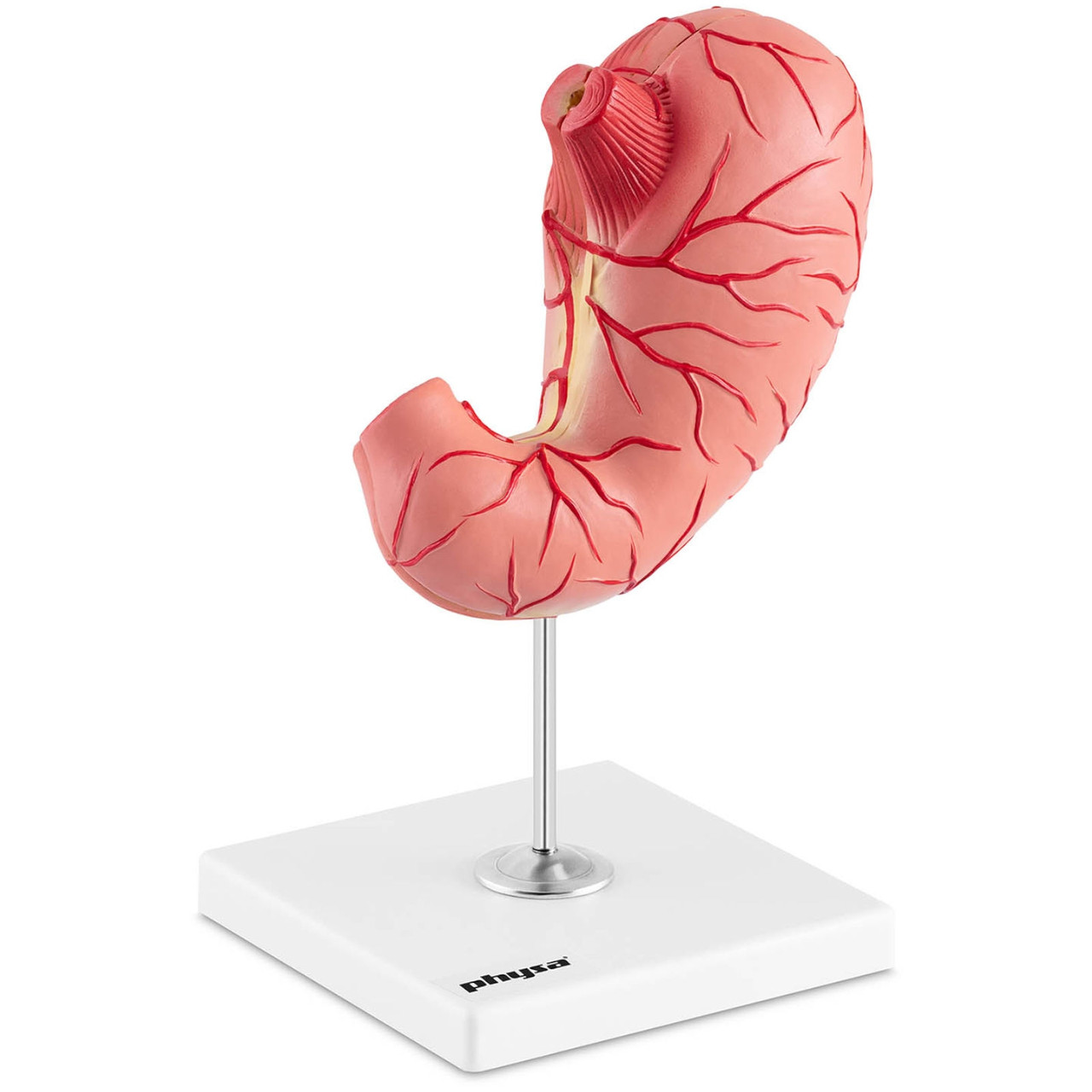 3D анатомическая модель желудка человека - фото 4 - id-p106314698
