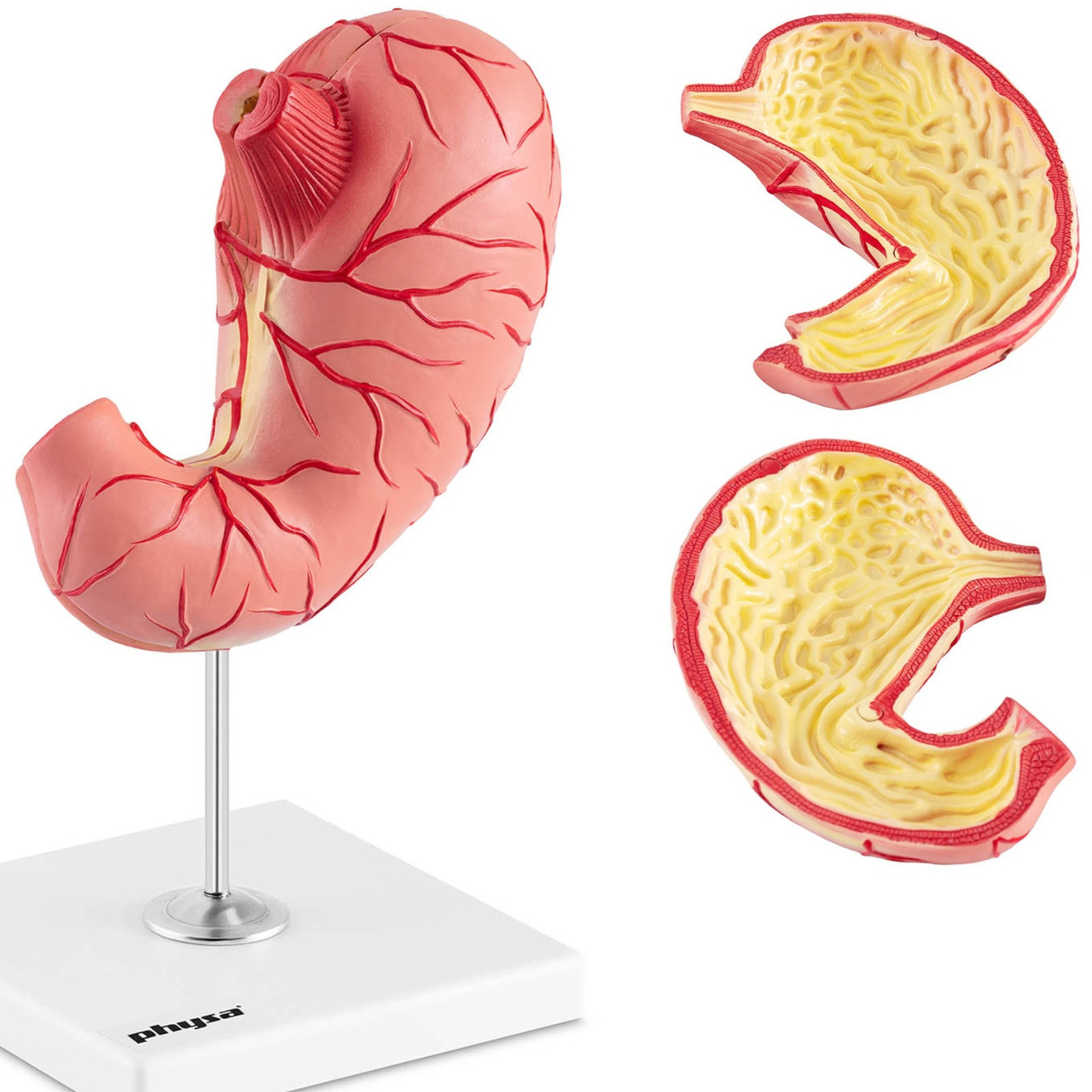 3D анатомическая модель желудка человека - фото 1 - id-p106314698