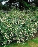 Снежноягодник белый Уайт Хедж С3 80-100 см (SYMPHORICARPOS D. 'WHITE HEDGE'), фото 2