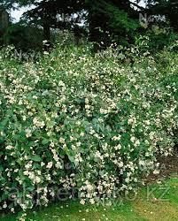 Снежноягодник белый Уайт Хедж С3 80-100 см (SYMPHORICARPOS D. 'WHITE HEDGE') - фото 2 - id-p106318173