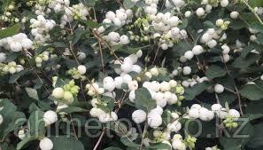 Снежноягодник белый Уайт Хедж С3 80-100 см (SYMPHORICARPOS D. 'WHITE HEDGE') - фото 4 - id-p106318173