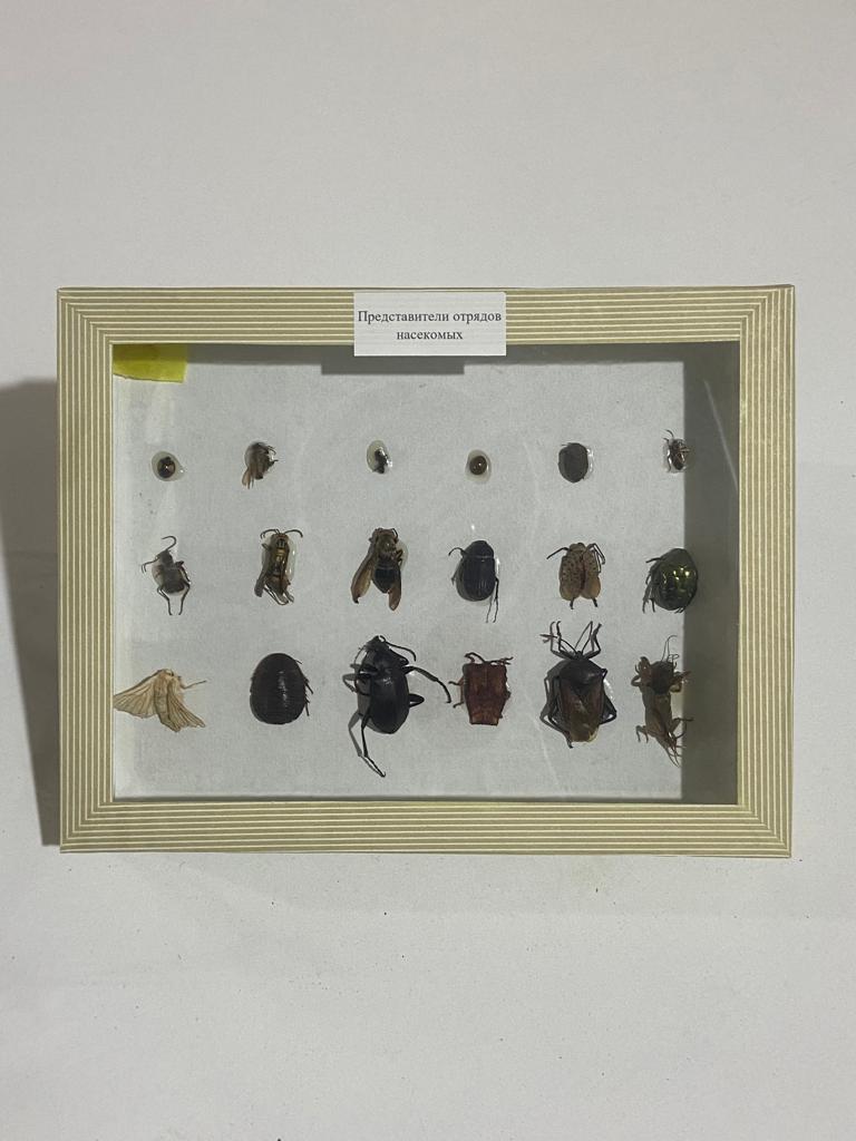 Представители отрядов насекомых - фото 1 - id-p106364040