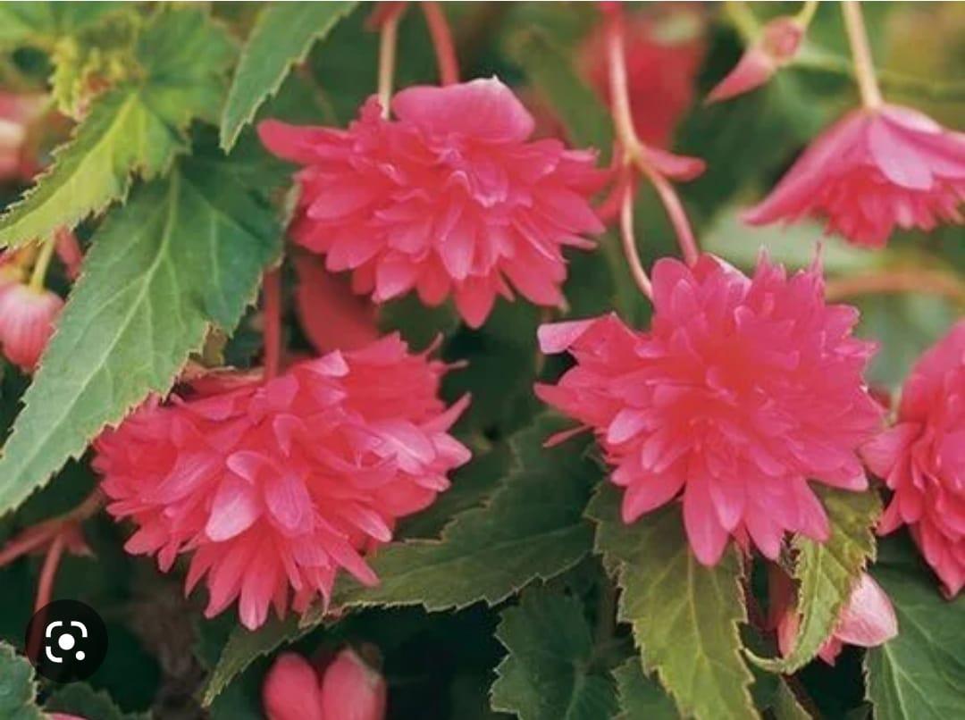 Беллекония (бегония) Rose (укорененный черенок)
