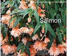 Бегония (беллекония) Salmon (укорененный черенок)