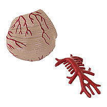 Анатомическая модель головного мозга человека, 9 элементов, масштаб 1:1 ...