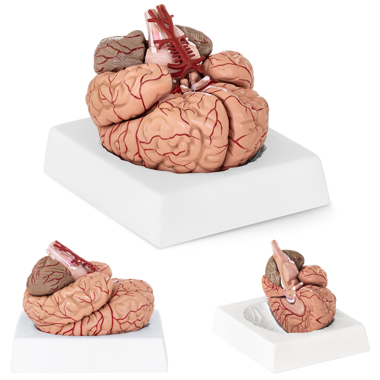 Анатомическая модель головного мозга человека, 9 элементов, масштаб 1:1 - фото 1 - id-p106438357