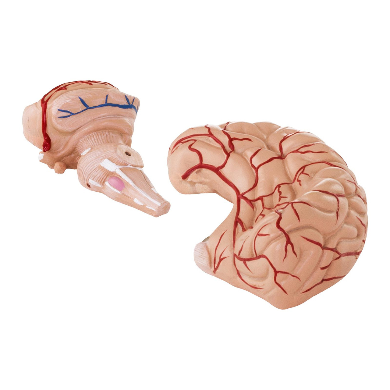 Анатомическая модель головного мозга человека, 9 элементов, масштаб 1:1 - фото 7 - id-p106438357