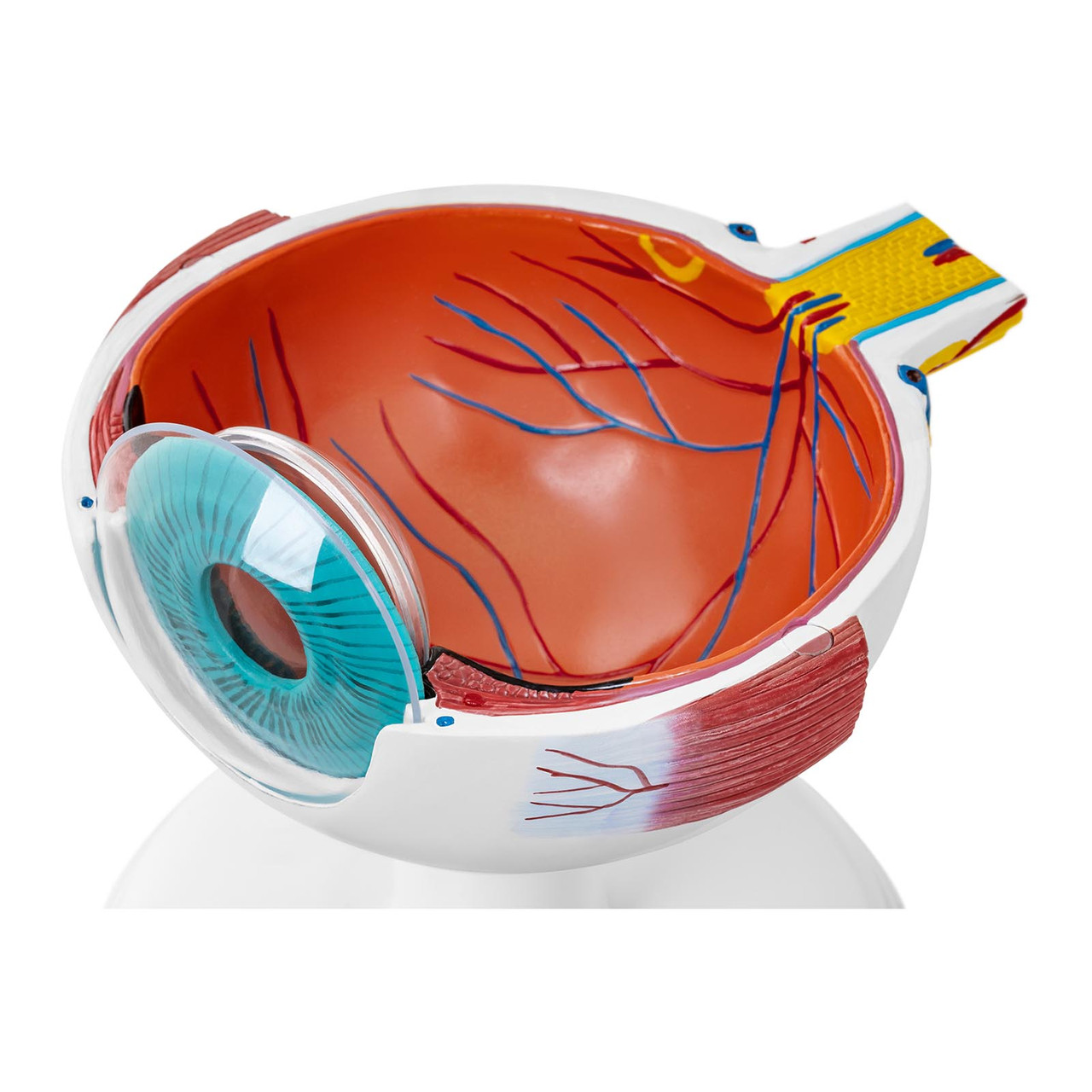 Анатомическая модель глаза глазного яблока человека, 7 элементов - фото 6 - id-p106456535