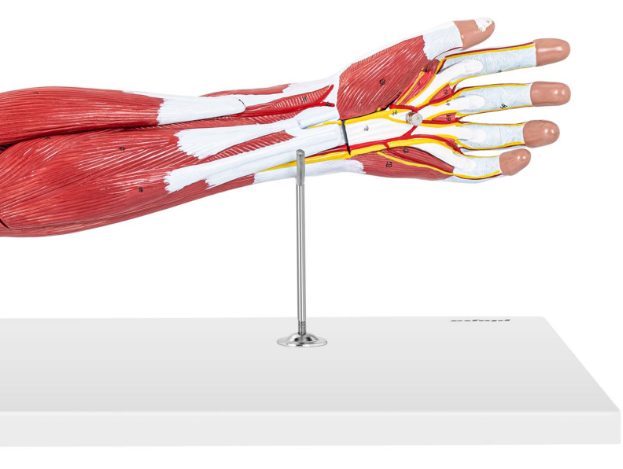 3D модель анатомии руки в масштабе 1:1 - фото 5 - id-p106456582