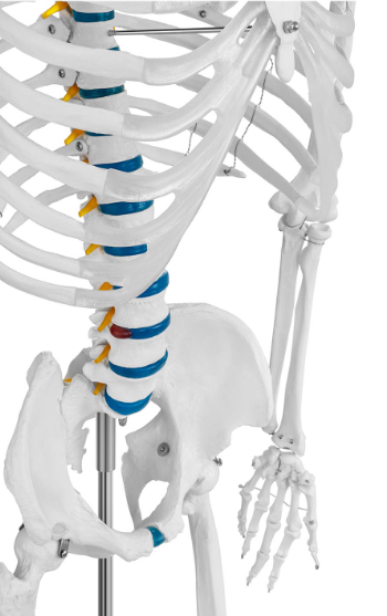 Анатомическая модель скелета человека 176 см + Анатомический плакат - фото 6 - id-p106456628