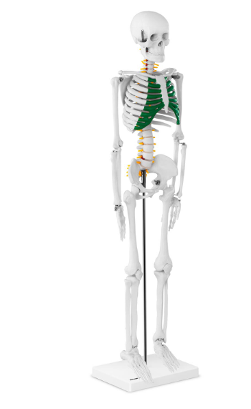 Анатомическая модель скелета человека 85 см - фото 4 - id-p106456654