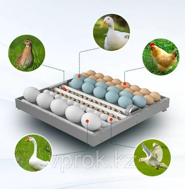 Инкубатор программируемый автоматический на 256 яиц - фото 4 - id-p106462674