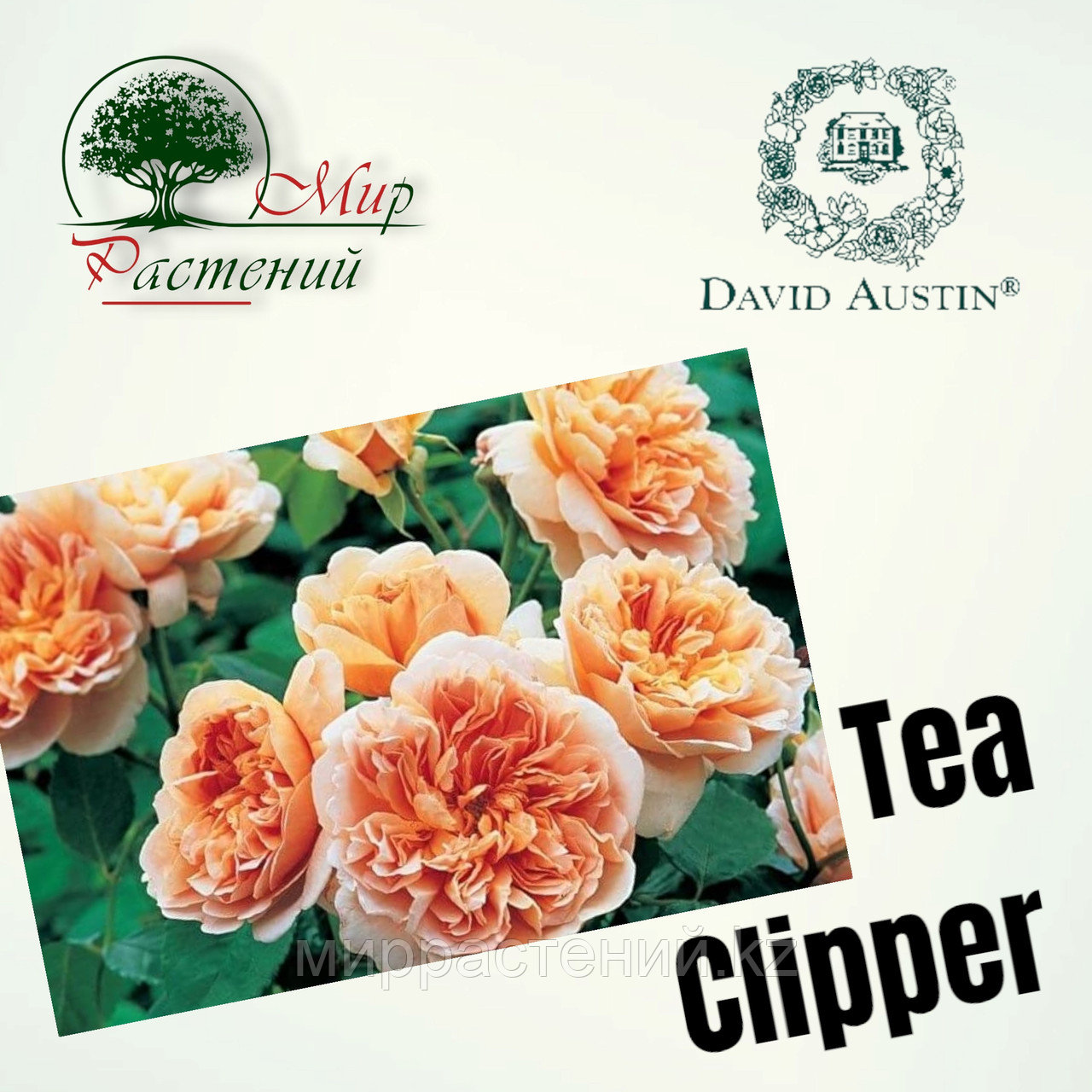 Английская роза "Ти Клиппер" (Tea Clipper) - фото 1 - id-p106489675