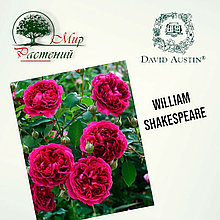 Английская роза "Вильям Шекспир" (William Shakespeare)