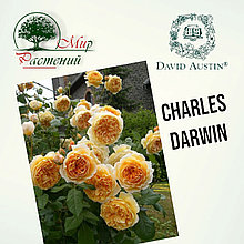 Английская роза "Чарльз Дарвин" (Charles Darwin)