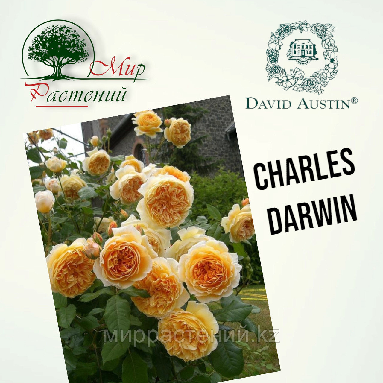 Английская роза "Чарльз Дарвин" (Charles Darwin) - фото 1 - id-p106491592