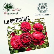 Английская роза "ЛД Брайтвайт" (Leonard Dudley Braithwaite)