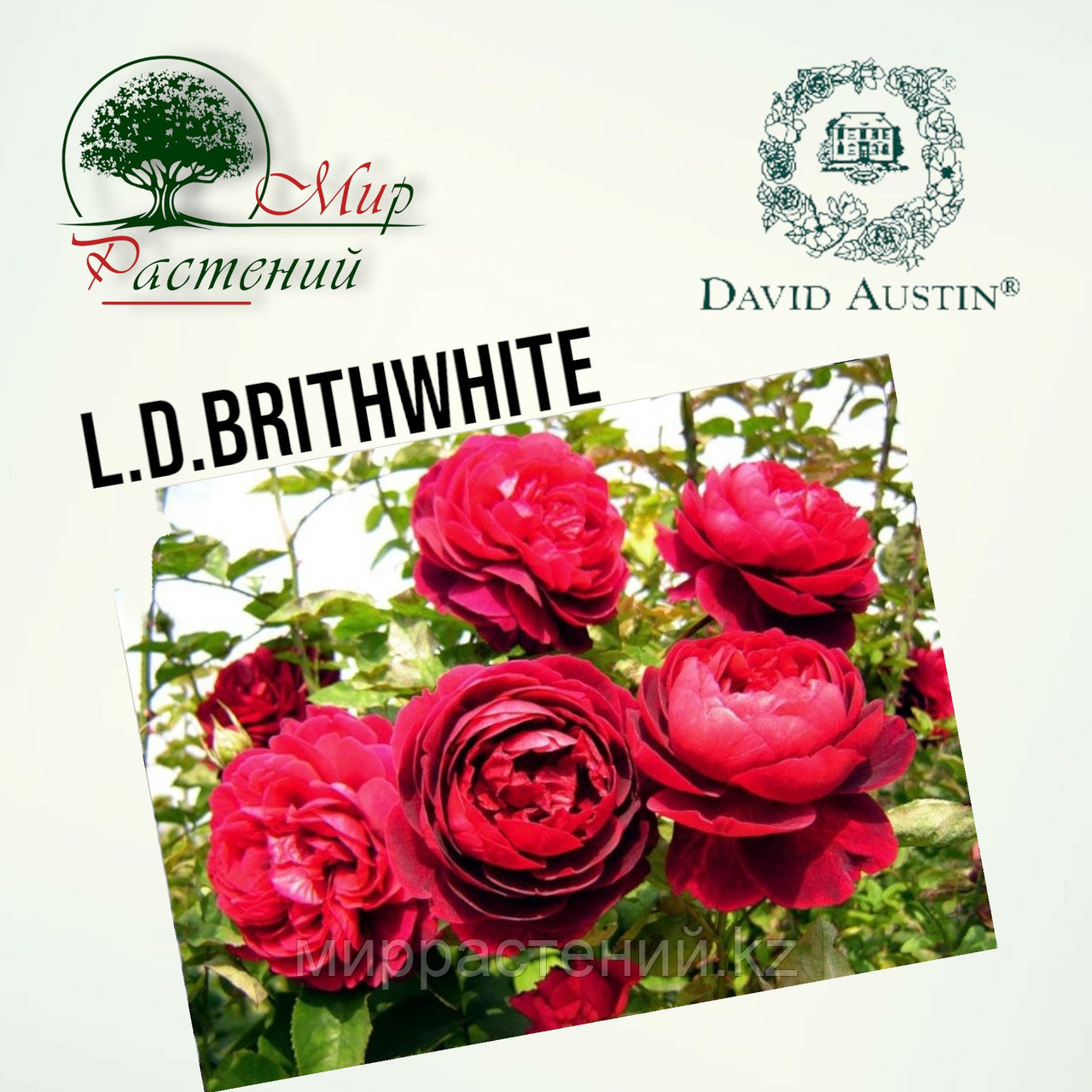 Английская роза "ЛД Брайтвайт" (Leonard Dudley Braithwaite) - фото 1 - id-p106491623