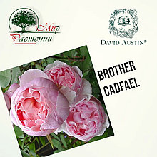 Английская роза "Бразе Кадфаэль" (Brother Cadfael)