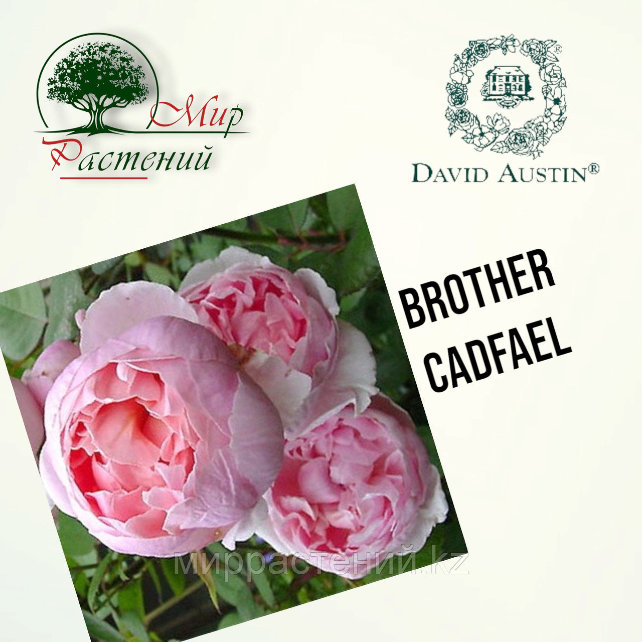 Английская роза "Бразе Кадфаэль" (Brother Cadfael) - фото 1 - id-p106491638