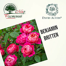 Английская роза "Бенджамин Бриттен" (Benjamin Britten)