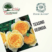 Английская роза "Тизинг Джорджия" (Teasing Georgia)