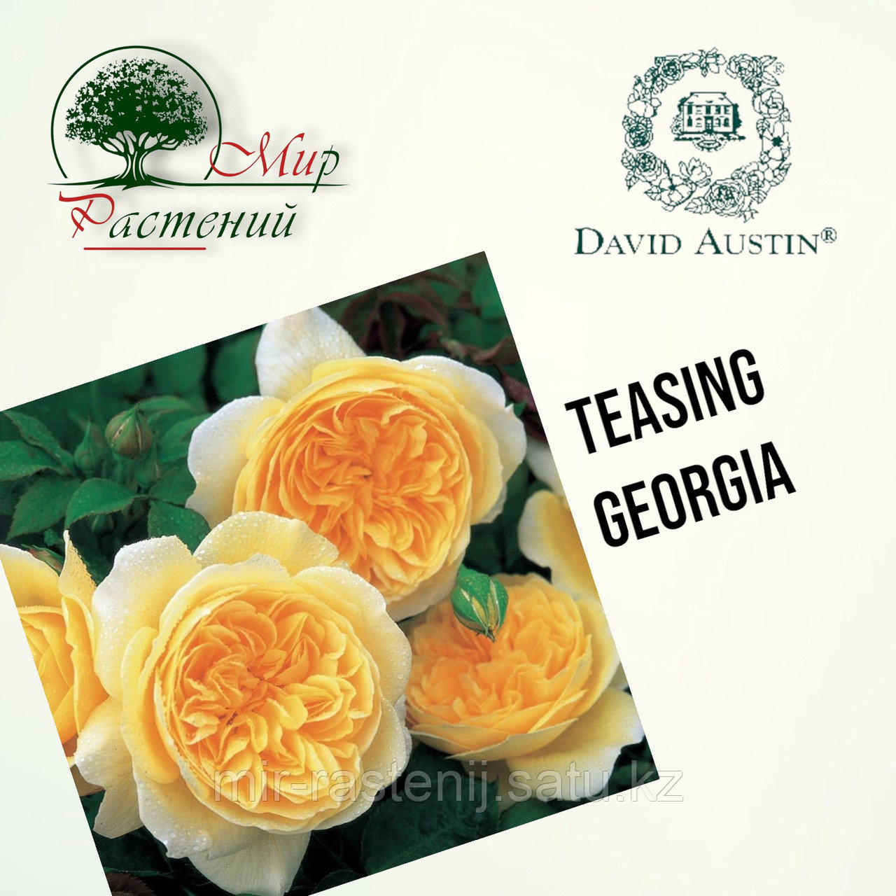 Английская роза "Тизинг Джорджия" (Teasing Georgia) - фото 1 - id-p106491687