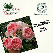 Английская роза "Веджвуд Роуз" (Wedgwood Rose)