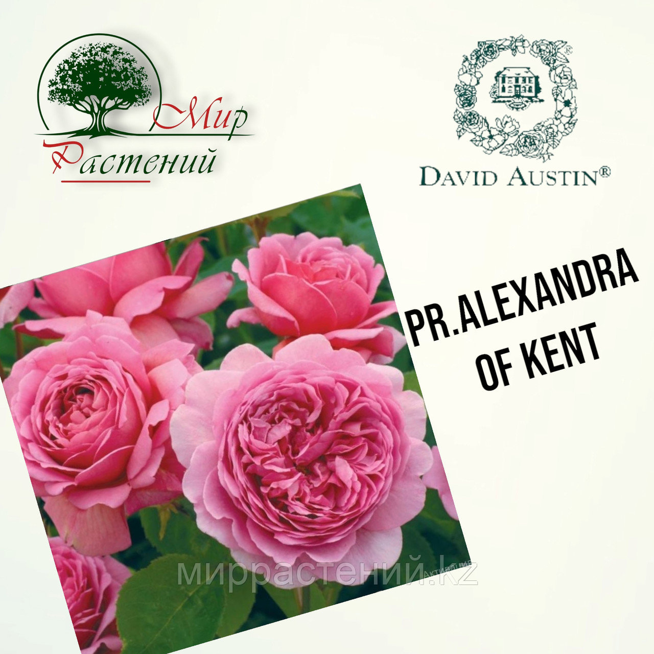 Английская роза "Принцесса Александра оф Кент" (Pr. Alexandra of Kent) - фото 1 - id-p106491707