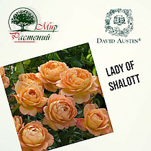 Английская роза "Леди оф Шаллот" (Lady of Shalott)